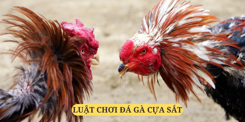 Luật chơi khá đơn giản, dễ nắm bắt và thực hiện cá cược