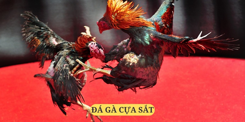 đá gà cựa sắt